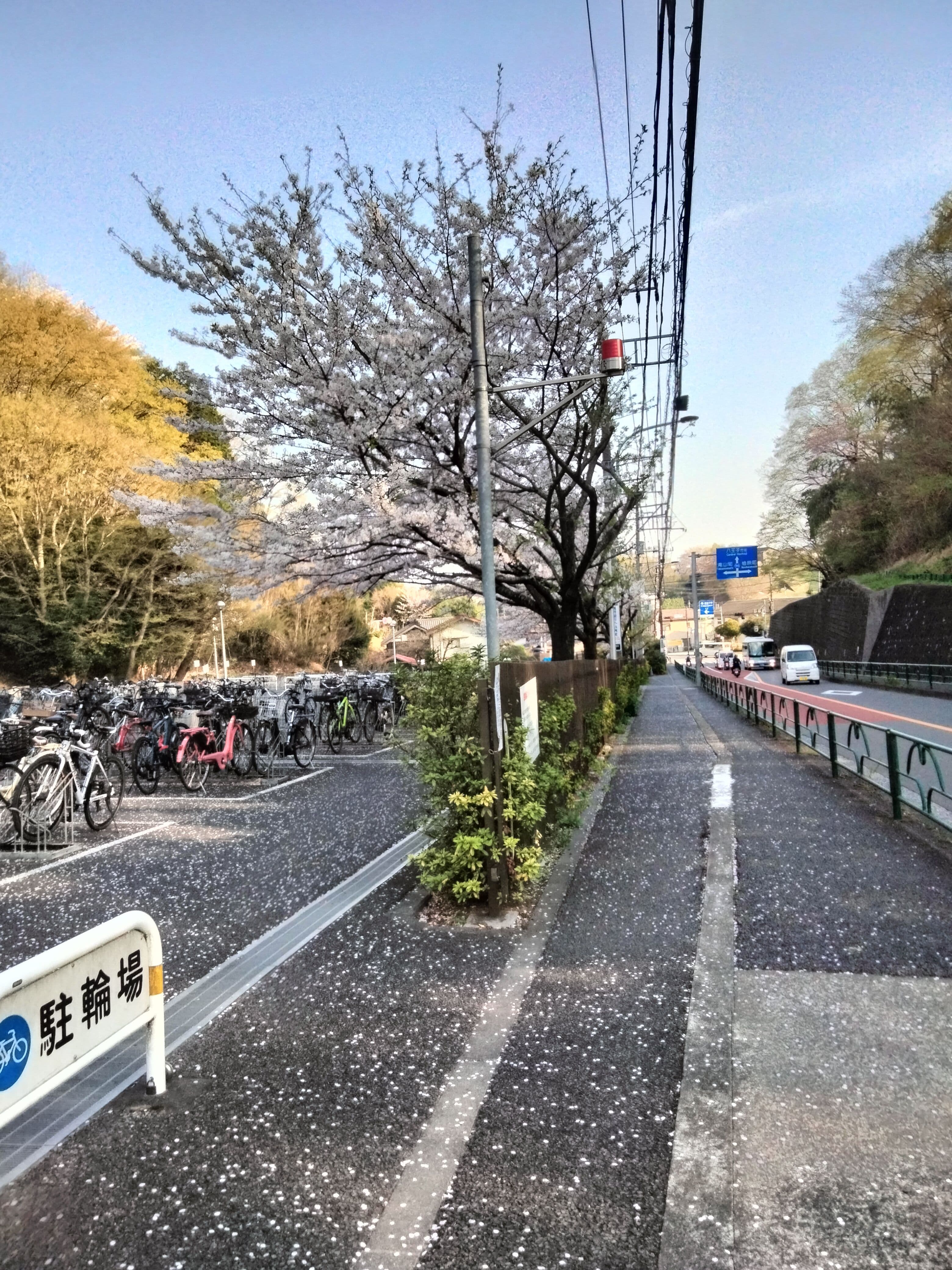 a kenyan tongue in japan